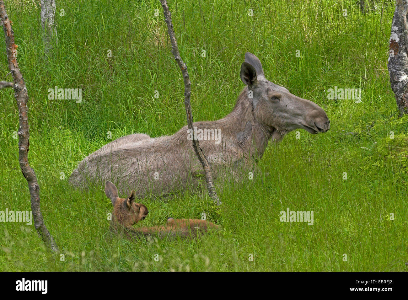 Elch, Europäischen Elch (Alces Alces Alces), Kuh mit Kalb sitzen auf einer Wiese Stockfoto