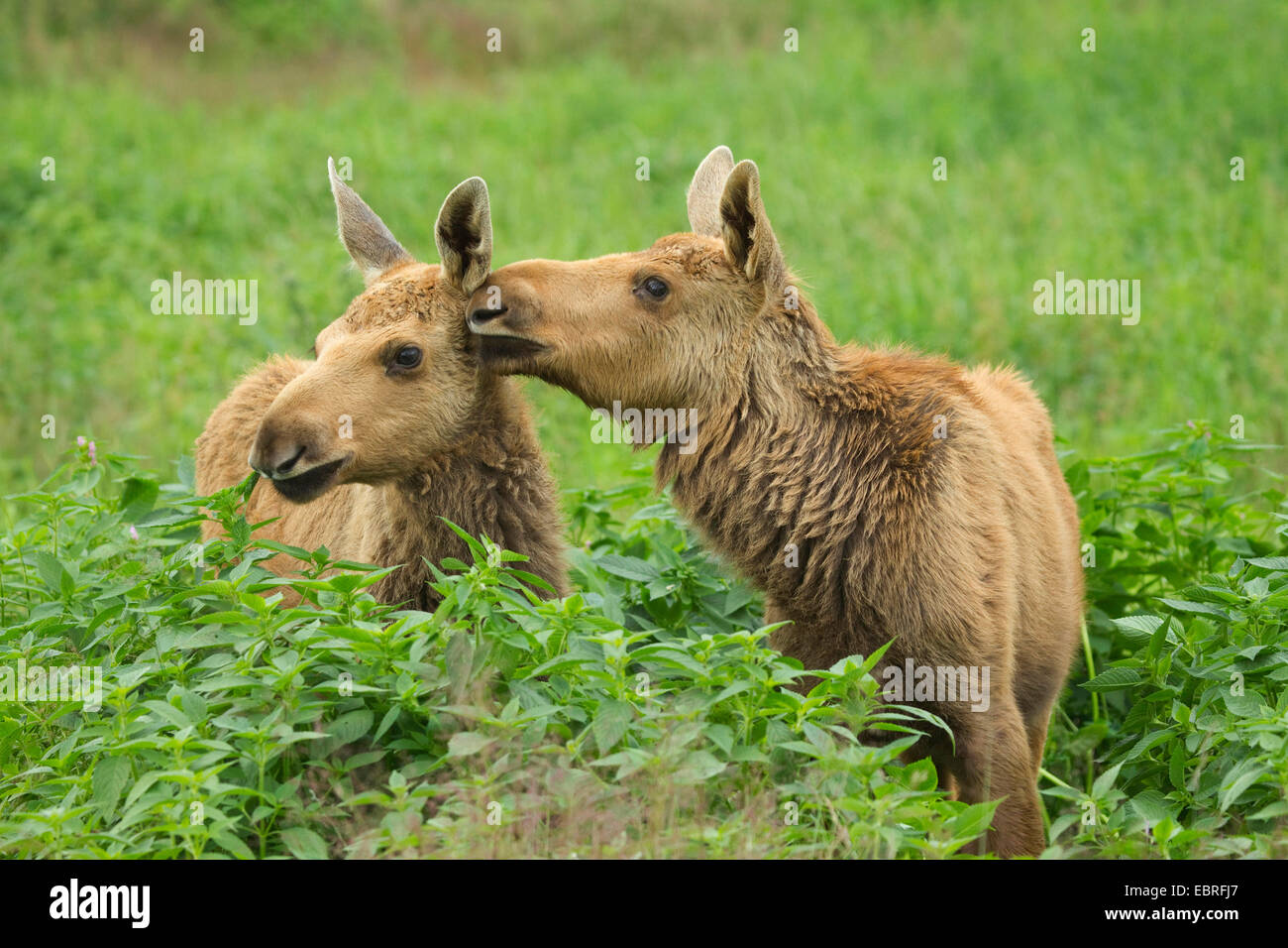 Elch, Europäischen Elch (Alces Alces Alces), zwei Jugendliche sitzen an einem Waldrand liebkosen einander, Schweden Stockfoto