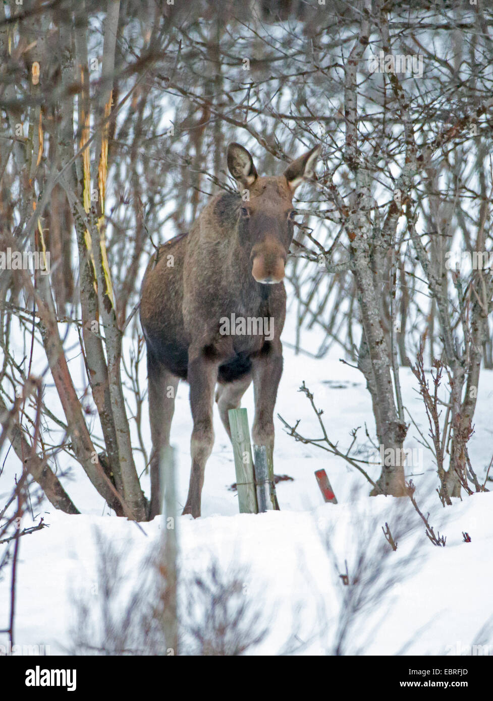 Elch, Europäischen Elch (Alces Alces Alces), Elch-Kalb im Winter, Norwegen Troms Stockfoto