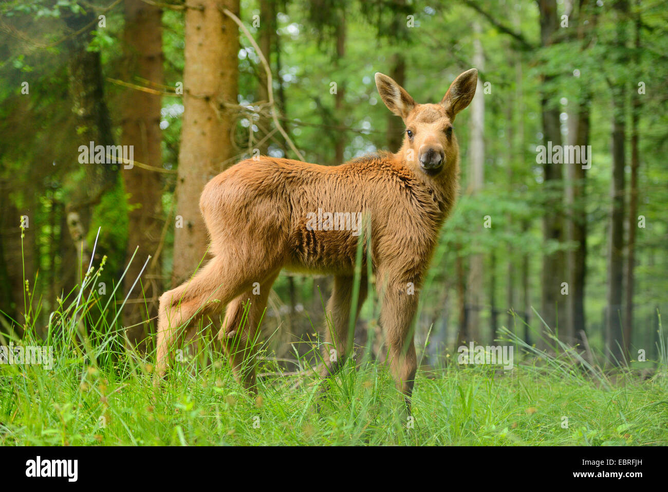 Elch, Europäischen Elch (Alces Alces Alces), Elch-Kalb in einem Wald, Deutschland, Bayern, Nationalpark Bayerischer Wald Stockfoto