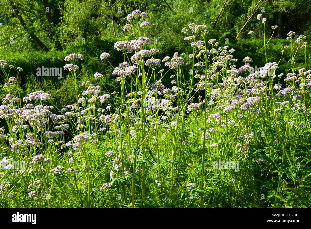 gemeinsamen Baldrian, Balderbracken, Garten Heliotrop, Garten Baldrian (Valeriana Officinalis), blühen, Deutschland Stockfoto