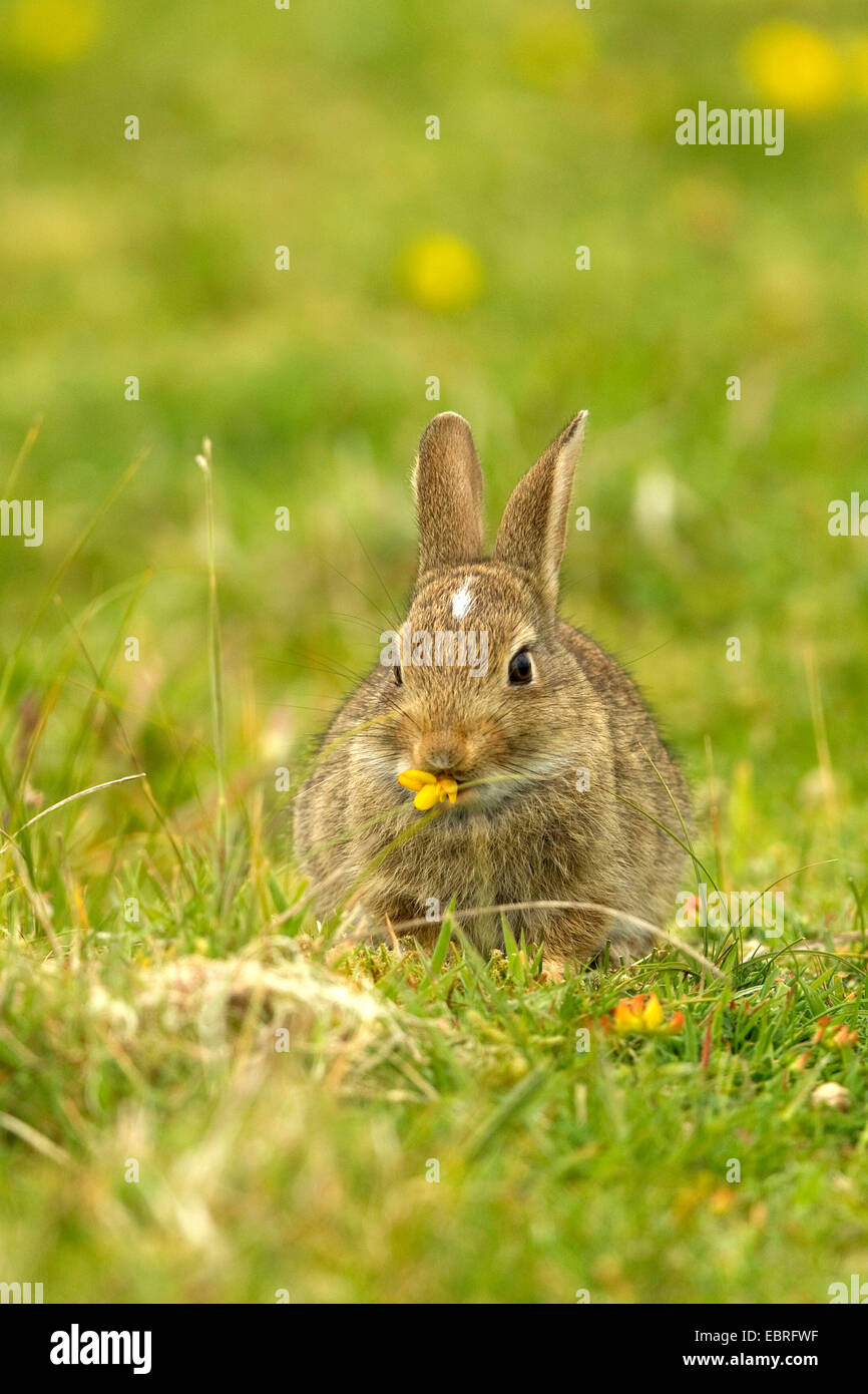 Europäischen Kaninchen (Oryctolagus Cuniculus), füttert Blumen auf einer Wiese, Deutschland, Niedersachsen, Norderney Stockfoto