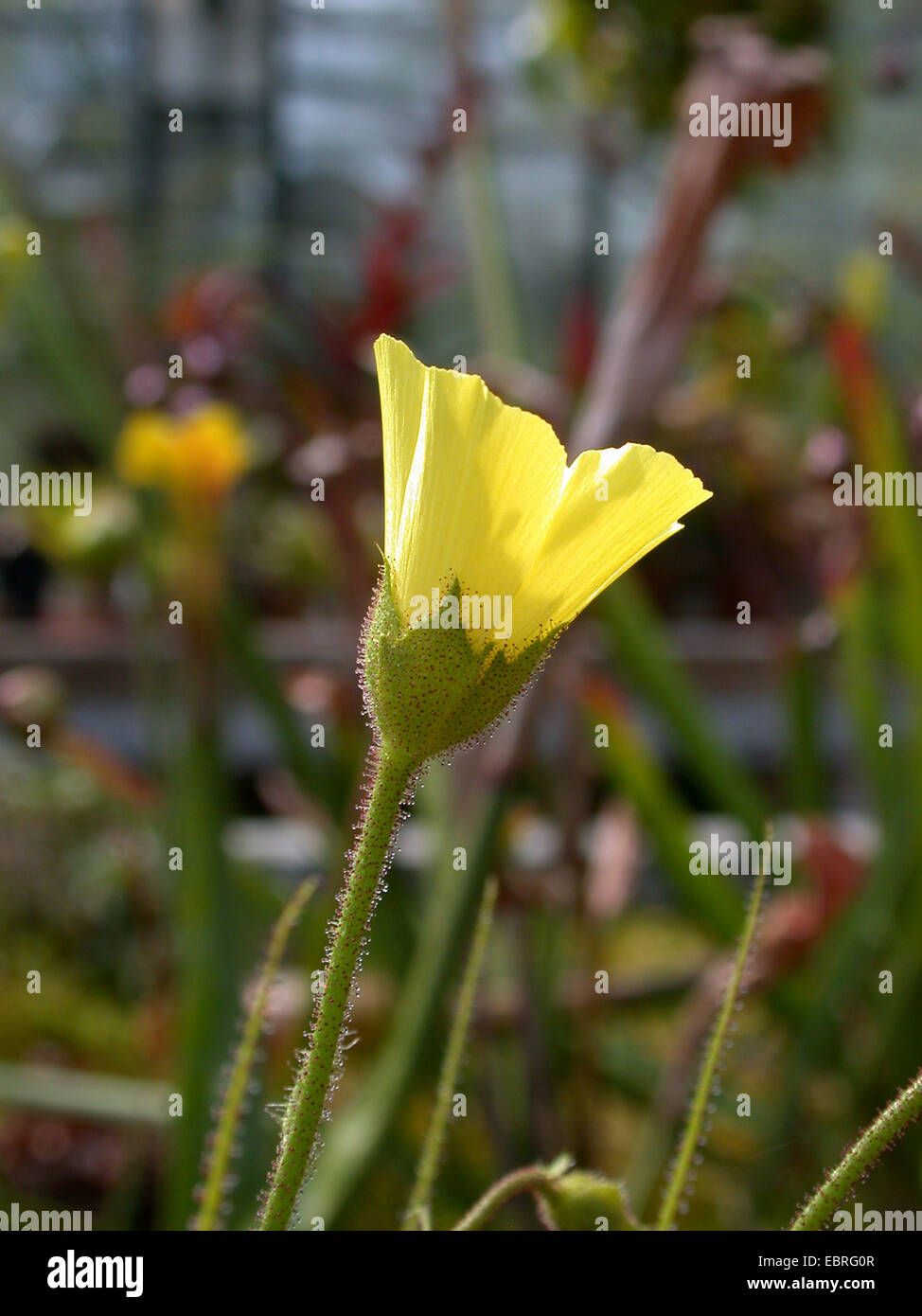 Portugiesische Sonnentau (Drosophyllum Lusitanicum), Blume Stockfoto