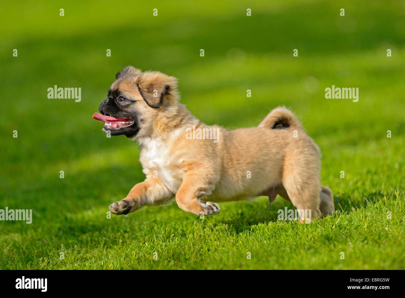 Mops (Canis Lupus F. Familiaris), tuckern, Hund Welpen zu Fuß auf einer
