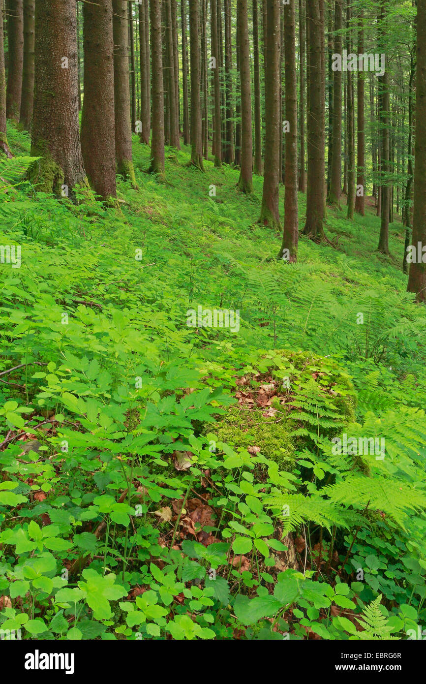 Gemeine Fichte (Picea Abies), Fichten-Wald in Appenzell, Schweiz Stockfoto