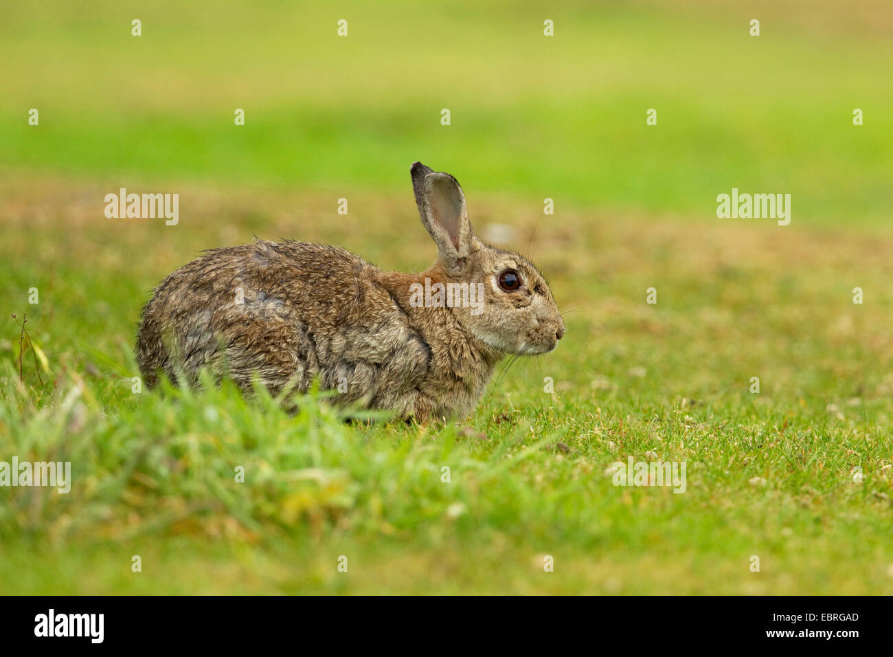 Europäischen Kaninchen (Oryctolagus Cuniculus), in einer Wiese, Deutschland, Niedersachsen, Norderney Stockfoto