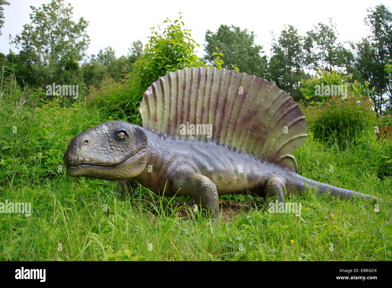 Edaphosaurus (Edaphosaurus), Säugetier wie Reptilien, auf der die ersten terrestrischen herbivors Stockfoto