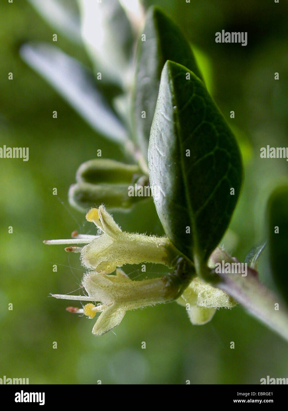 Boxleaf Geißblatt, Wilsons Geißblatt, Wilsons Geißblatt (Lonicera Nitida), Blume Stockfoto