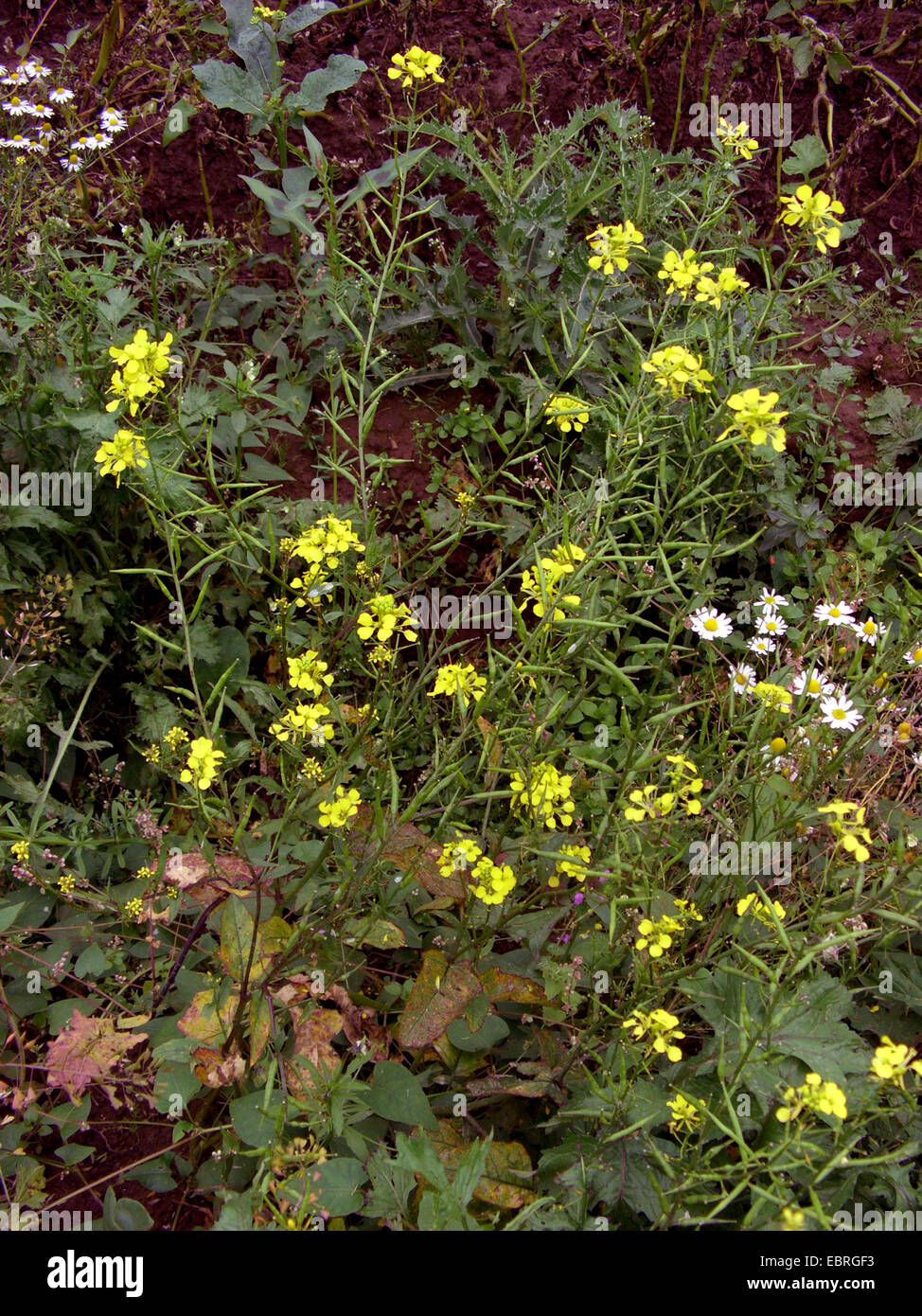 Ackersenf, Bereich Senf, Mais Senf (Sinapis Arvensis), blühen, Deutschland Stockfoto