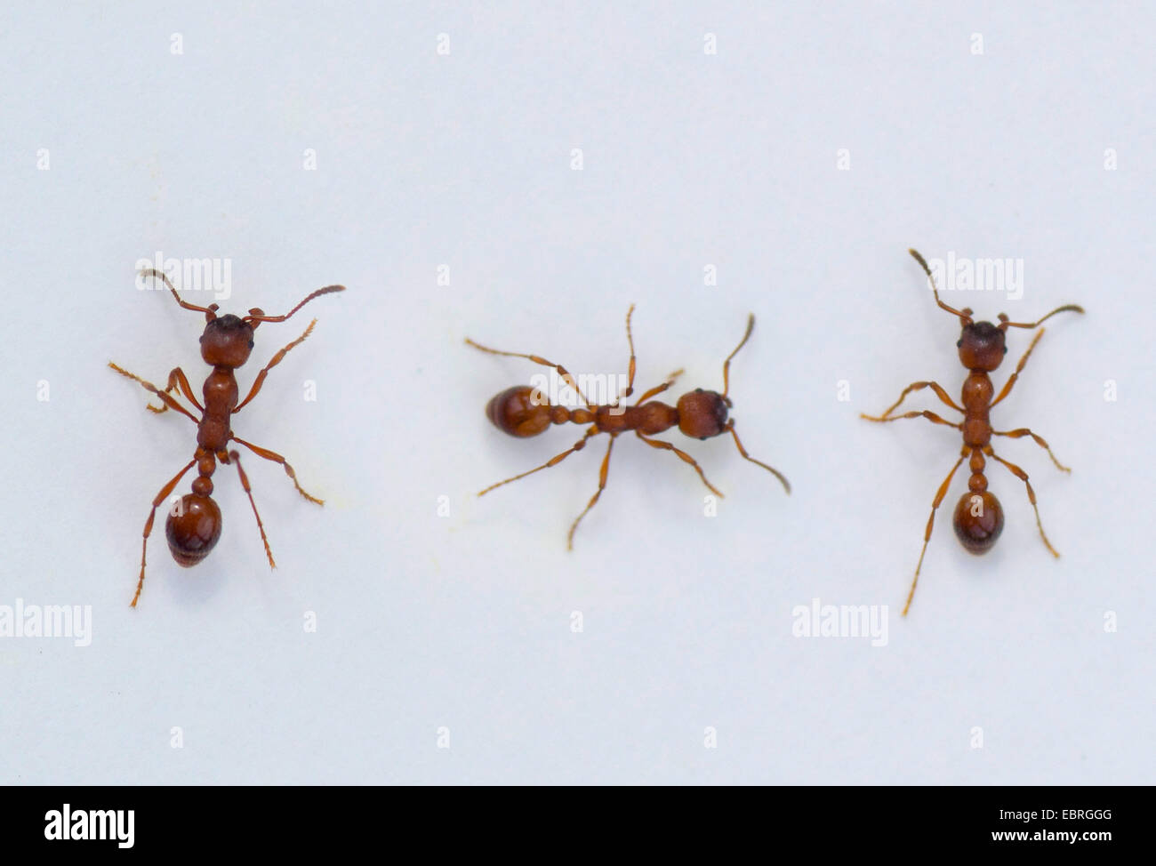 Ameisen (Ameisen), drei Ameisen mit weißem Hintergrund, Oberbayern, Oberbayern, Bayern, Deutschland Stockfoto