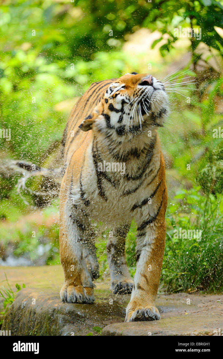 Sibirischer Tiger, Amurian Tiger (Panthera Tigris Altaica), schütteln Sie das Wasser von seinem Fell Stockfoto