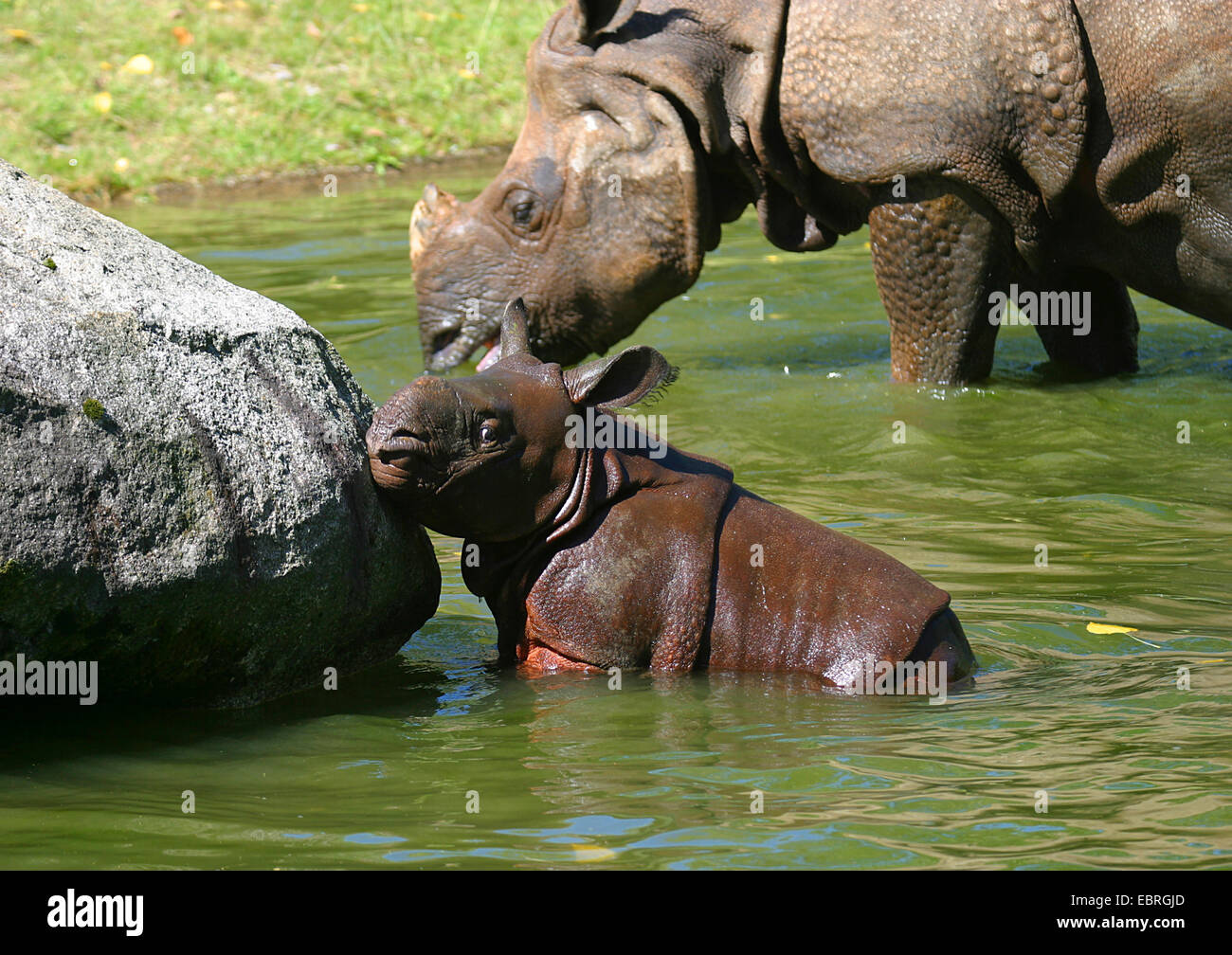 Größere Panzernashorn, Great Indian One gehörnten Nashorn (Rhinoceros Unicornis), weiblich mit Welpen im seichten Wasser Stockfoto