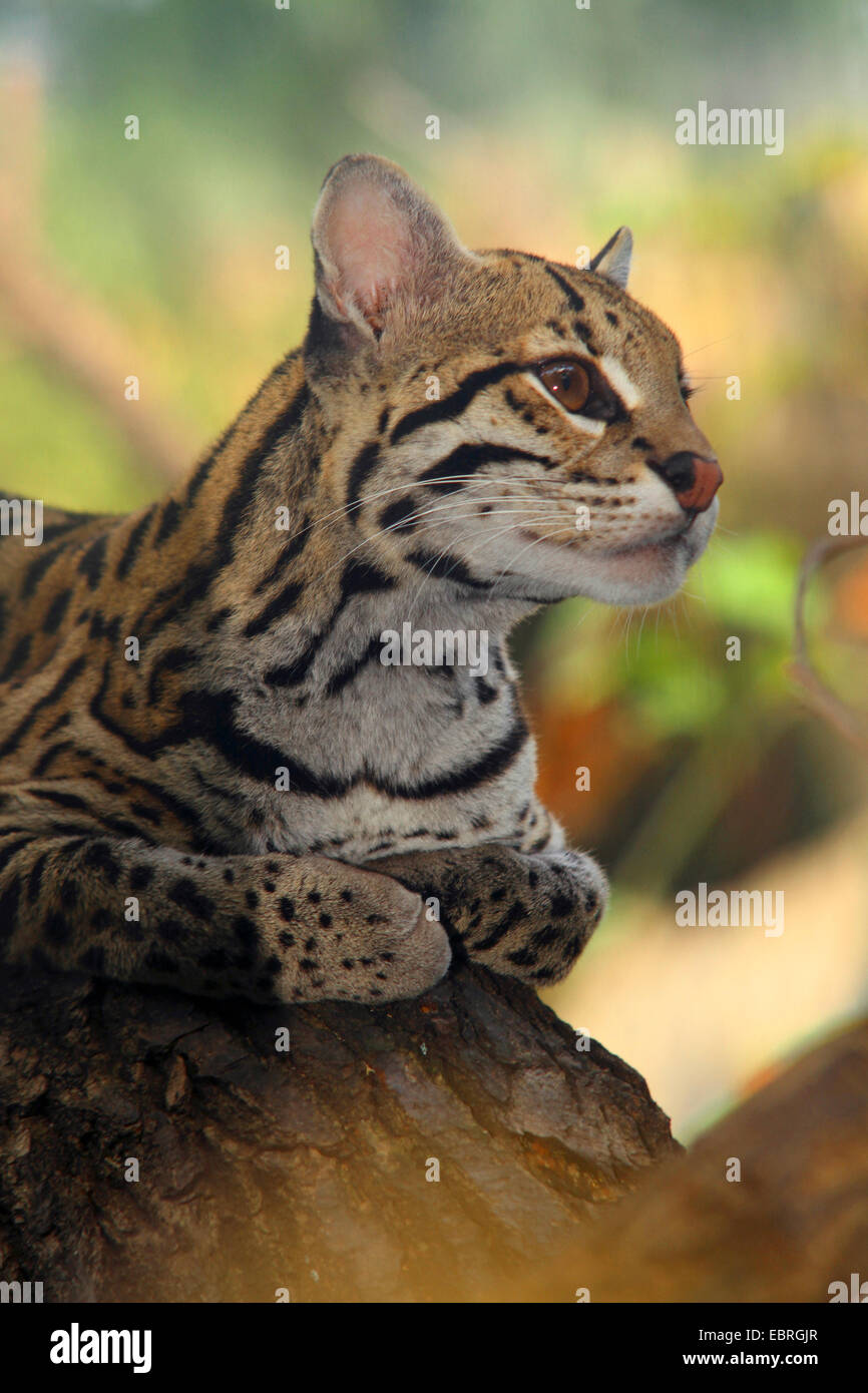 Ozelot, Zwerg Leopard (Felis Pardalis, pardalis Pardalis), Porträt, liegend auf einem Stiel Stockfoto