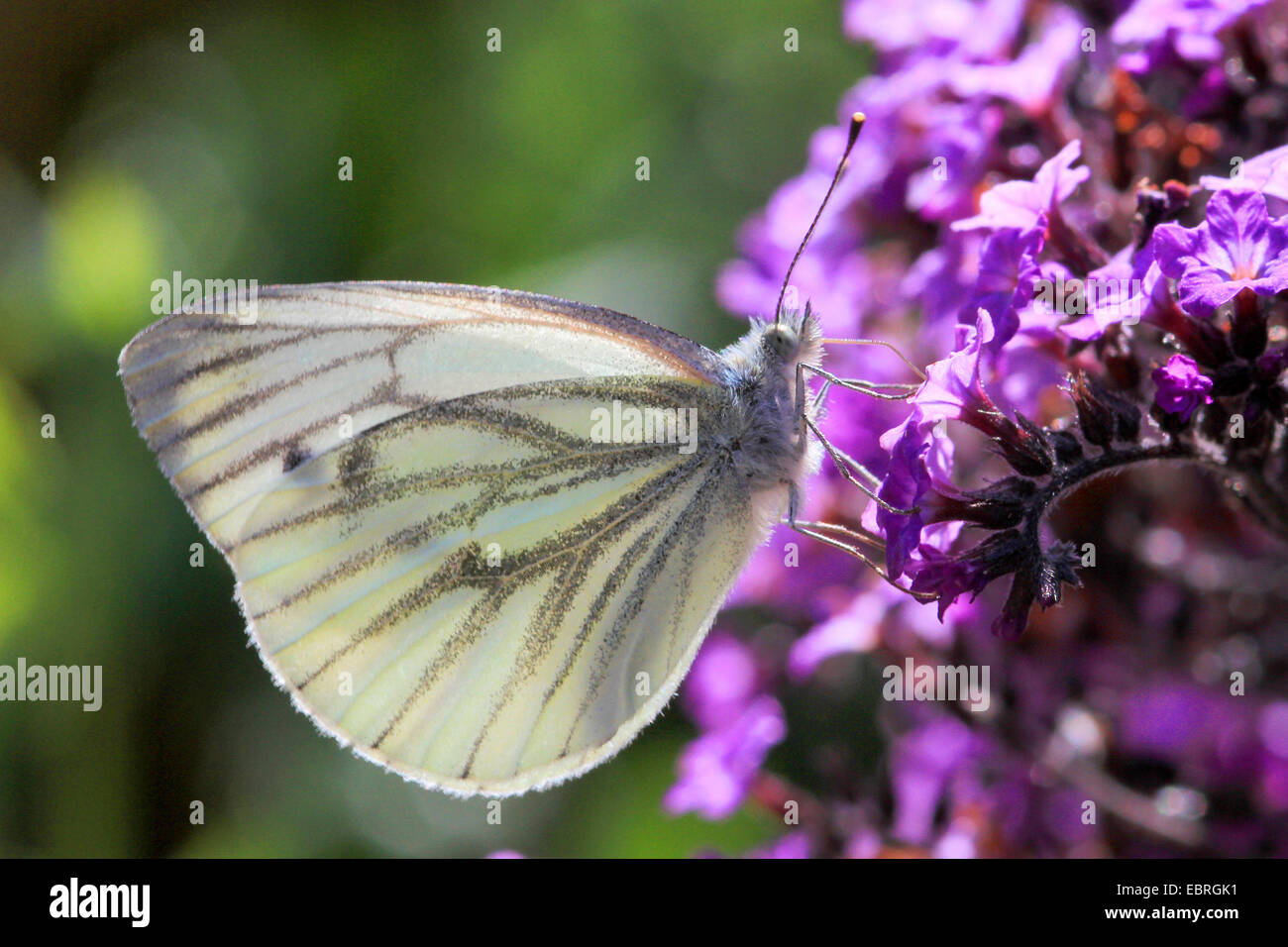 Grün-veined weiß geädert Green White (Pieris Napi, Artogeia Napi), lila Blüten, Deutschland Stockfoto