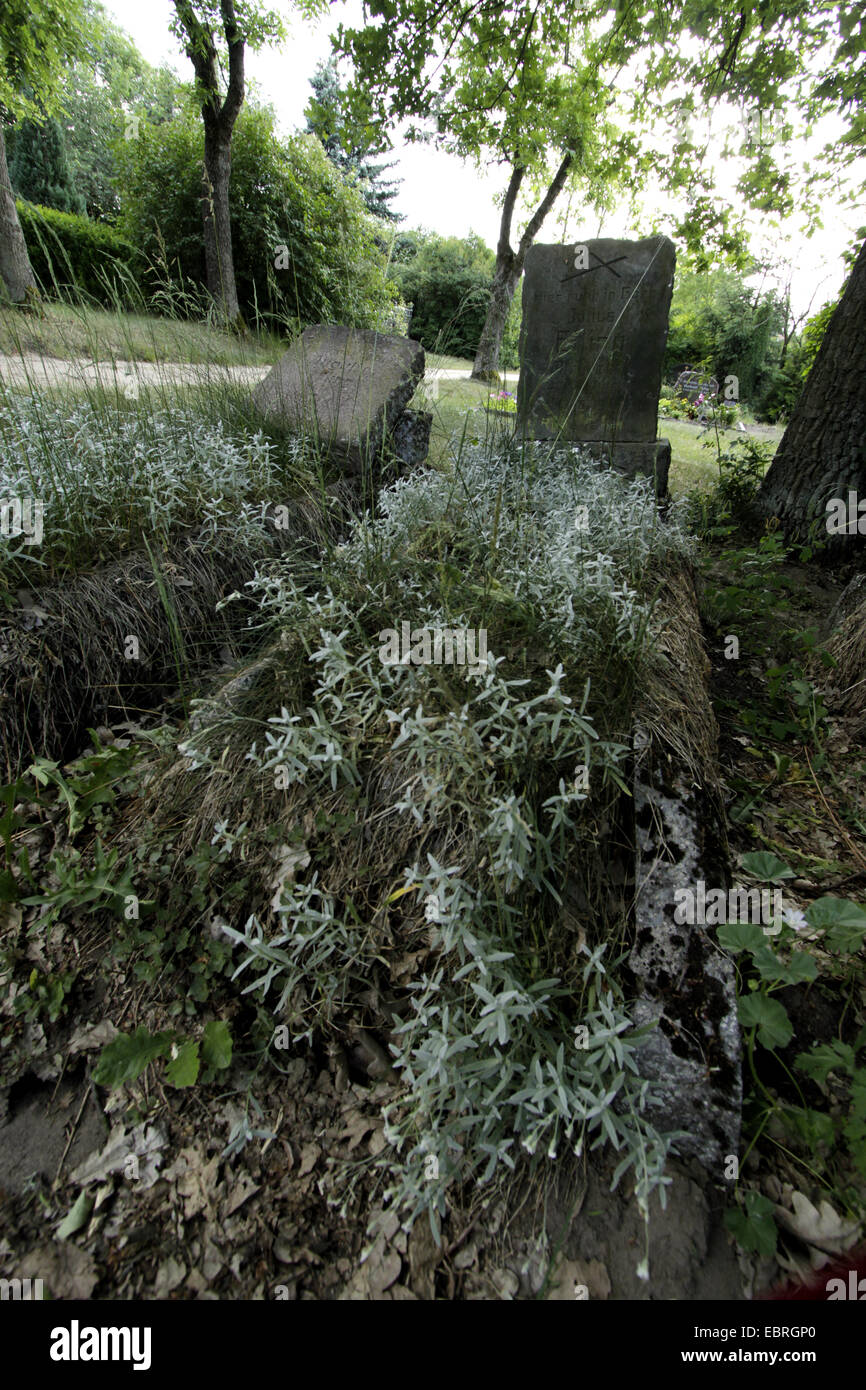 ungepflegt, altes Grab auf Graveyeard in Altlewin, Deutschland, Altlewin, Neureetz Stockfoto