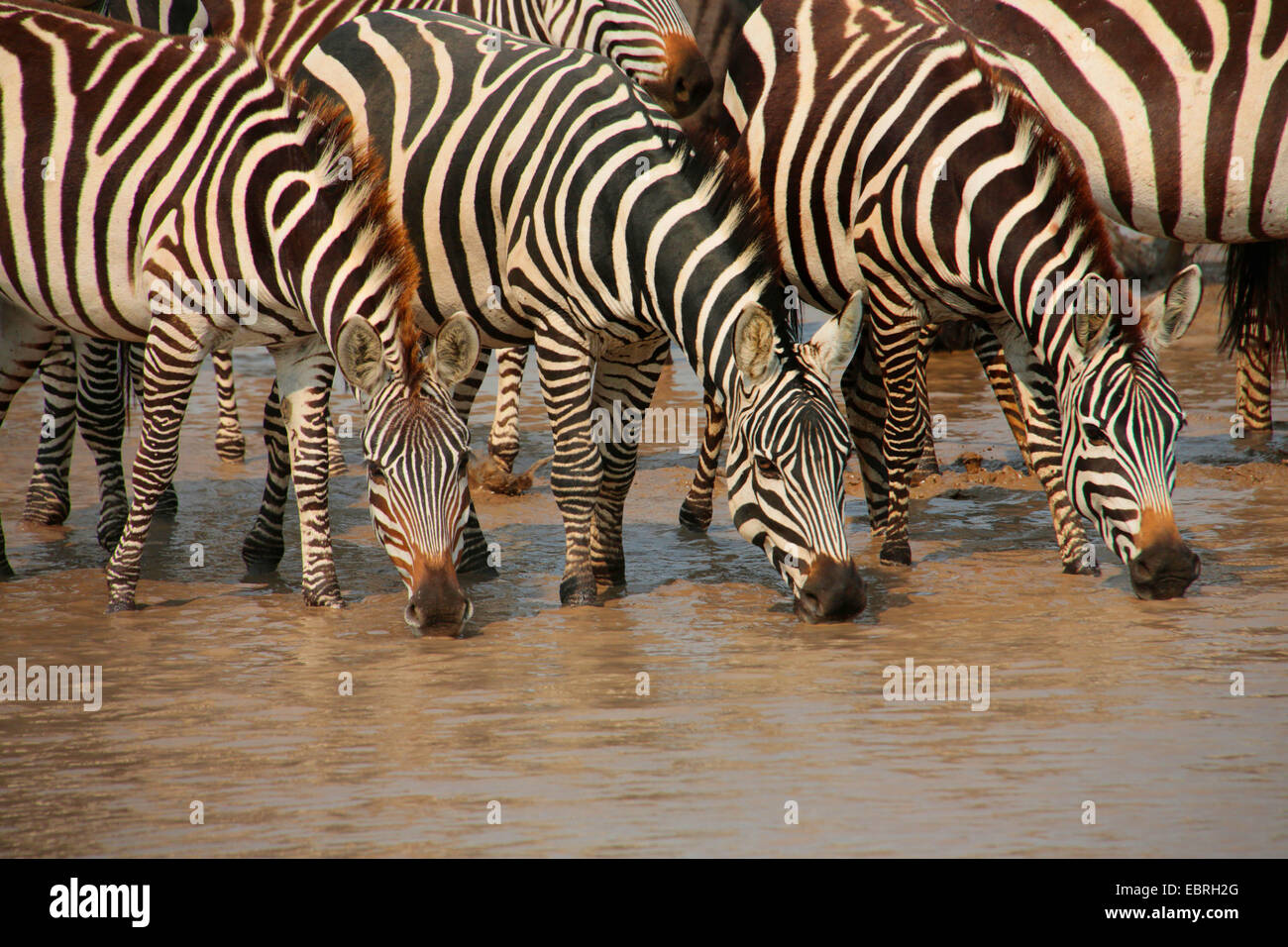 Gemeinsamen Zebra (Equus Quagga), Herde, trinken ein Wasser Platz, Tansania, Serengeti National Park Stockfoto