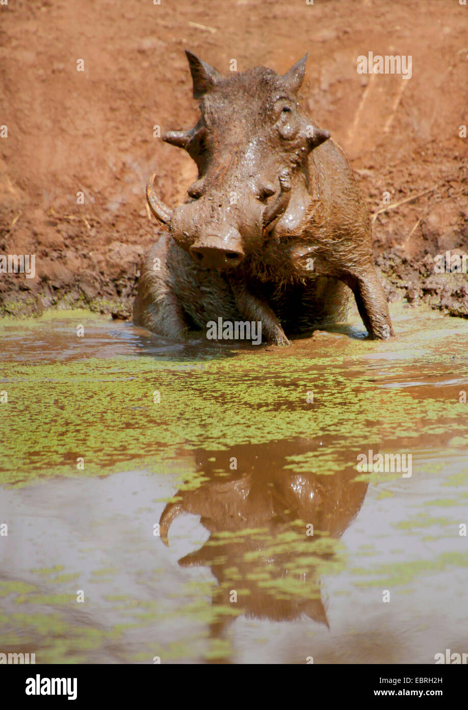 gemeinsamen Warzenschwein, Savanne Warzenschwein (Phacochoerus ...