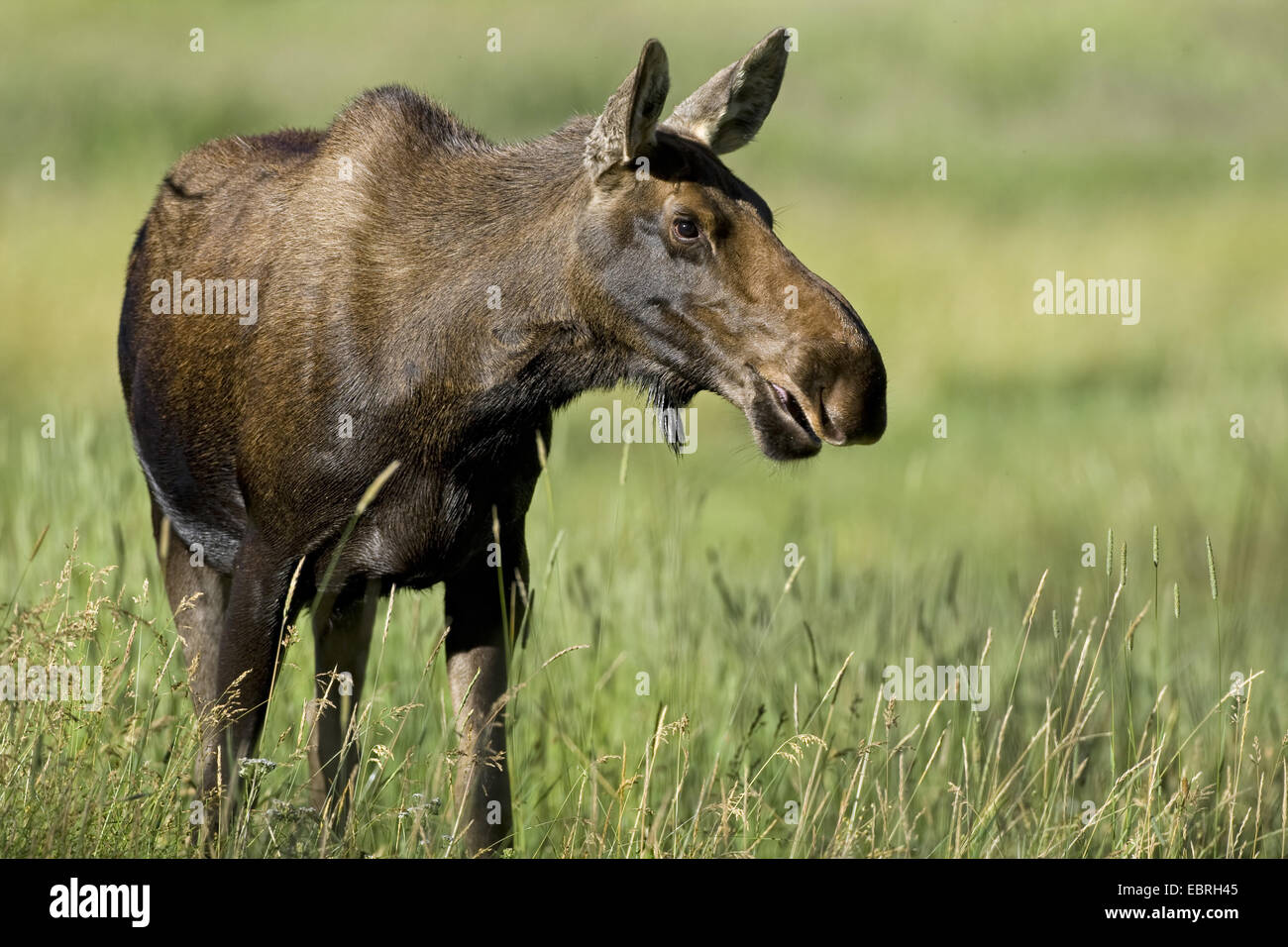 Elch, Elch (Alces Alces), Weiden Erwachsener, USA, Colorado, Rocky Mountain Nationalpark Stockfoto