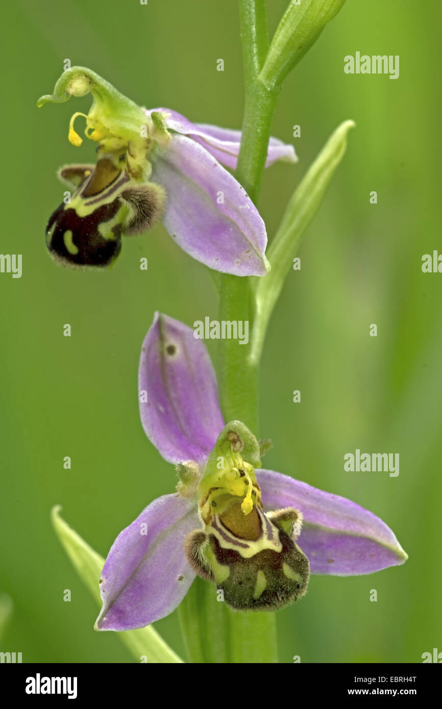 Biene Orchidee (Ophrys Apifera bicolor), Blumen, Frankreich Stockfoto