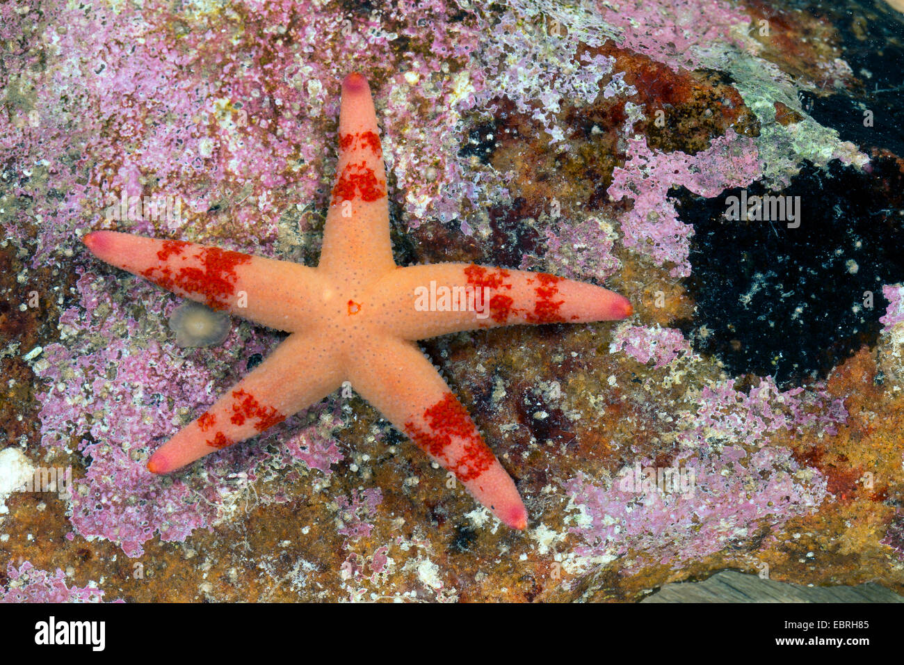 Atlantic Blut Sterne, schlanke Seestern, schlanke Polarmeer Stern, Blut Sterne, blutige Henry, nördlichen Henricia, Blut Seestern (Henricia spec, Henricia spec.), Ansicht von oben Stockfoto