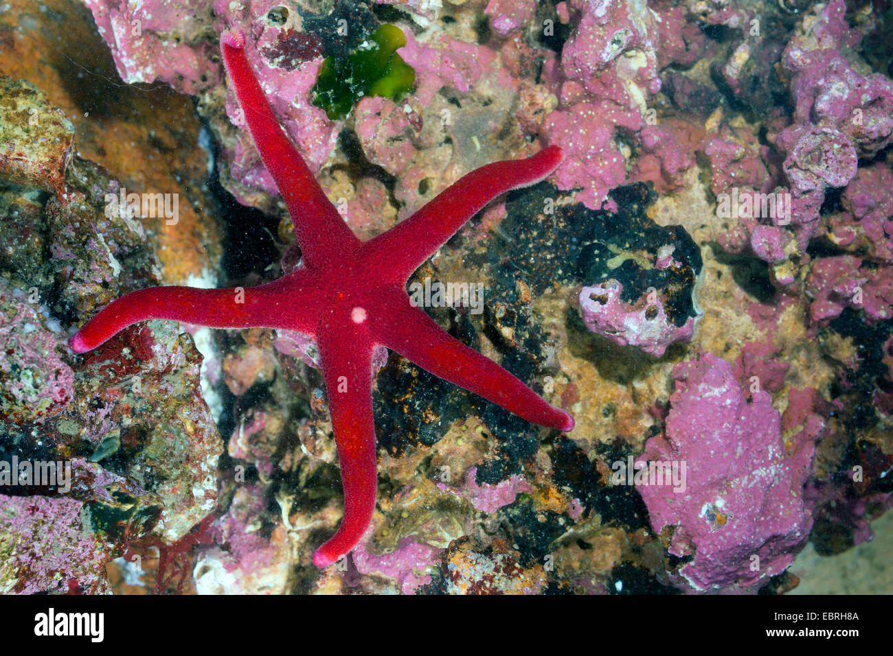 Atlantic Blut Sterne, schlanke Seestern, schlanke Polarmeer Stern, Blut Sterne, blutige Henry, nördlichen Henricia, Blut Seestern (Henricia Sanguinolenta, Henricia Leviuscula), Ansicht von oben Stockfoto