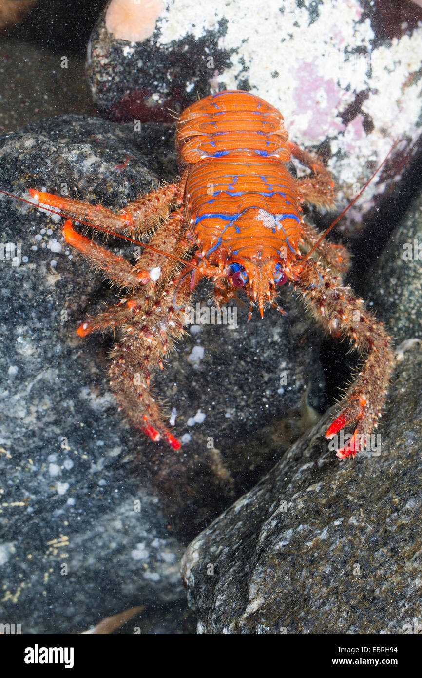 strigose hocken Hummer (Galathea Strigosa) Stockfoto