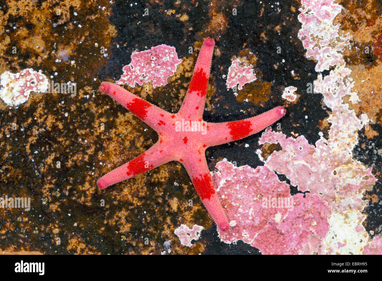 Atlantic Blut Sterne, schlanke Seestern, schlanke Polarmeer Stern, Blut Sterne, blutige Henry, nördlichen Henricia, Blut Seestern (Henricia spec, Henricia spec.), Ansicht von oben Stockfoto