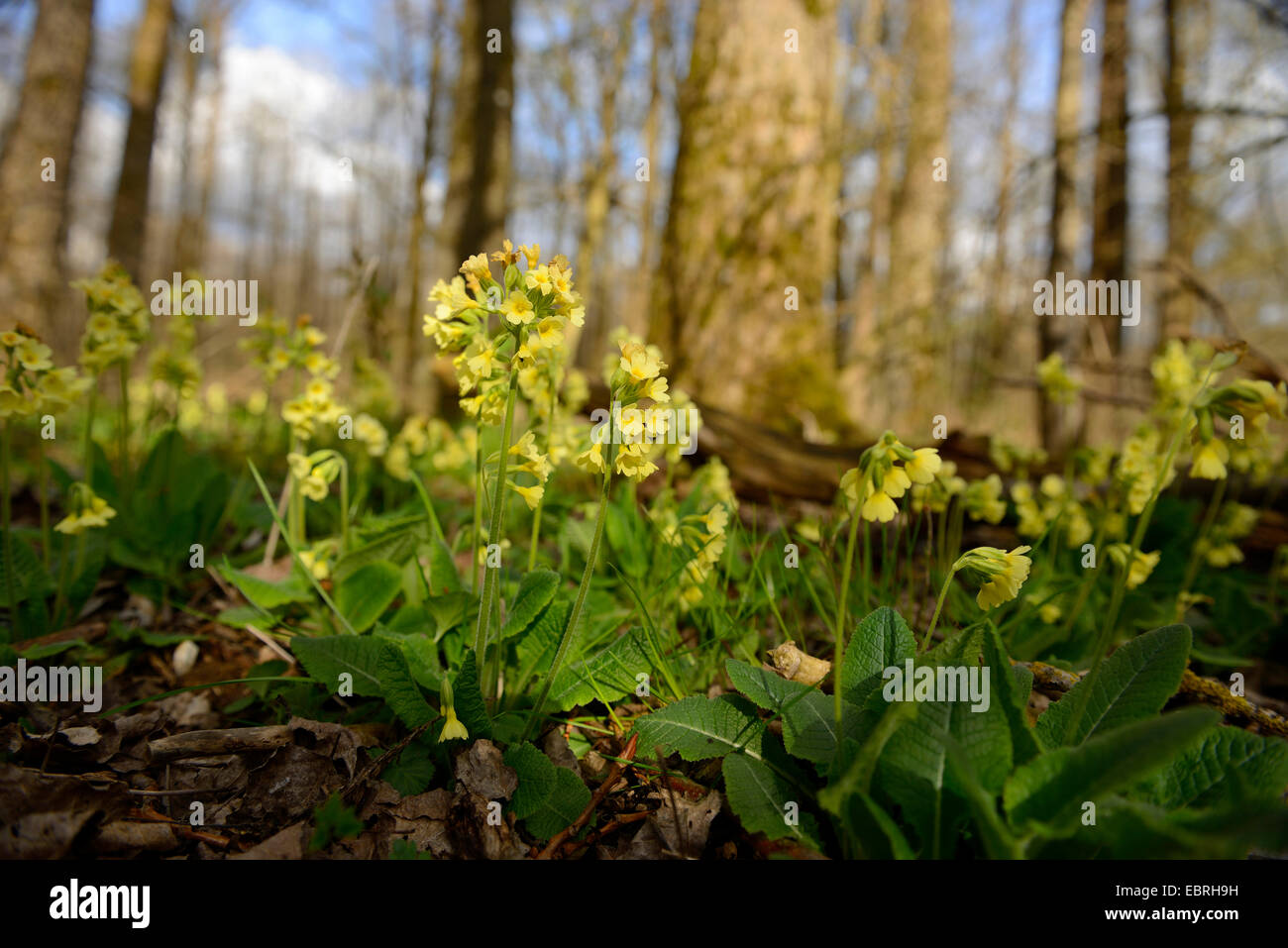 Echte Schlüsselblume (Primula Elatior), blühen in einem Wald, Deutschland Stockfoto