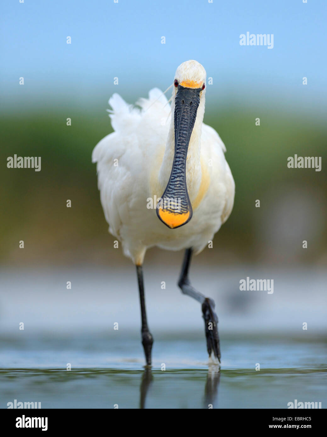 weiße Löffler (Platalea Leucorodia), auf das Futter im flachen Wasser, Ungarn Stockfoto