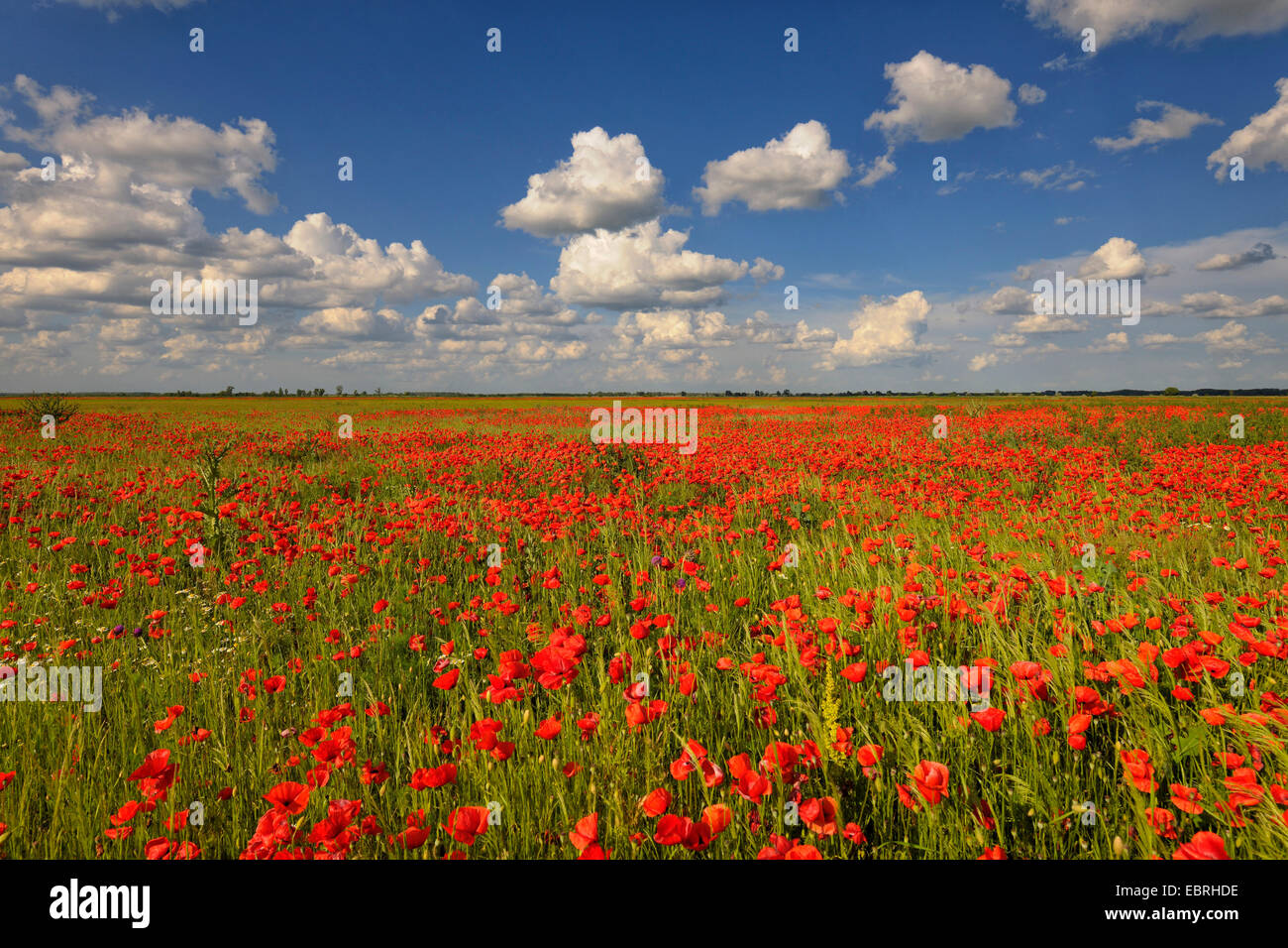 Gemeinsamen Mohn, Klatschmohn, roter Mohn (Papaver Rhoeas), blühende Mohnfelder mit Wolkenbildung, Ungarn Stockfoto