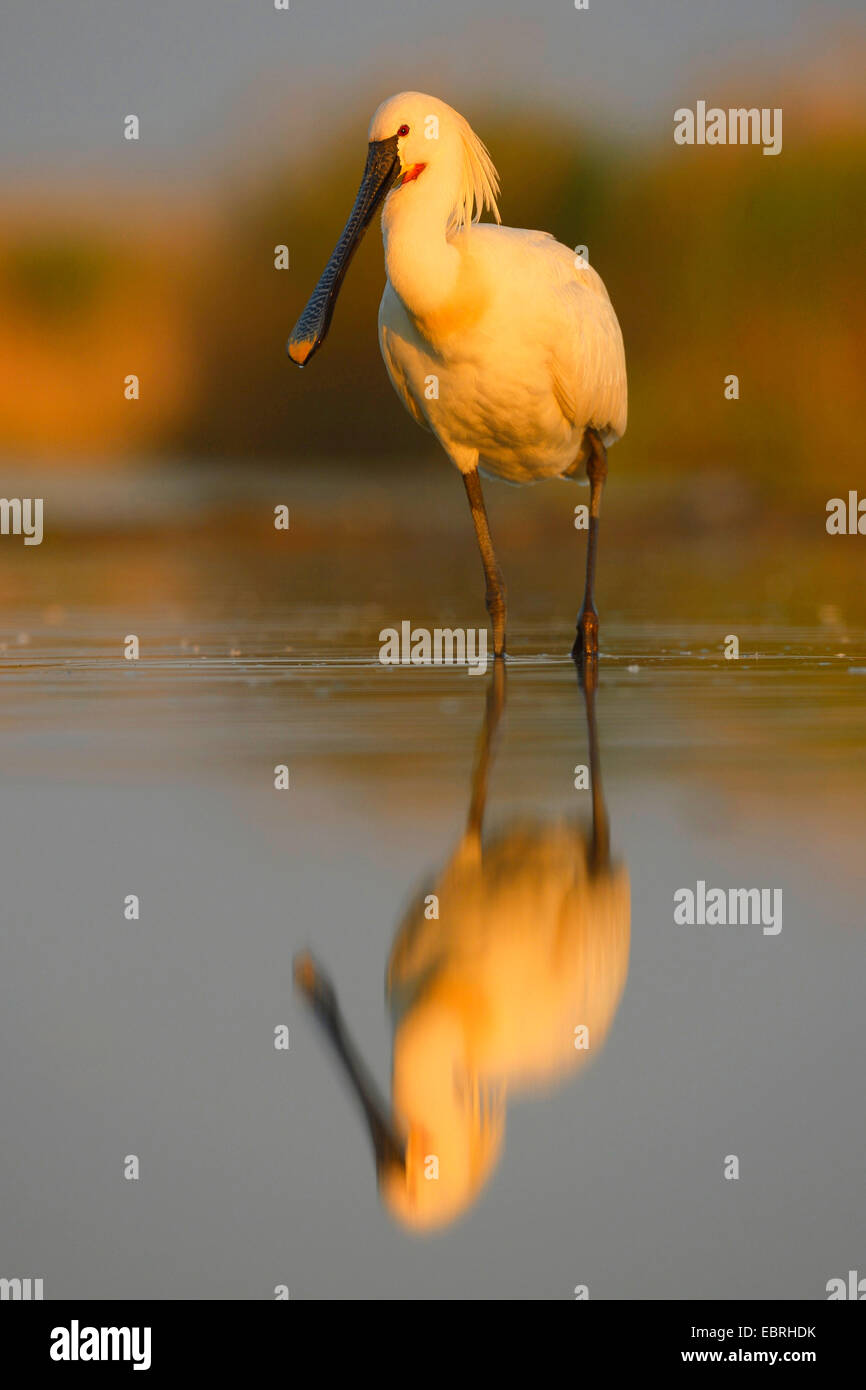 weiße Löffler (Platalea Leucorodia), mit Spiegel Imgae im Morgenlicht, Ungarn Stockfoto