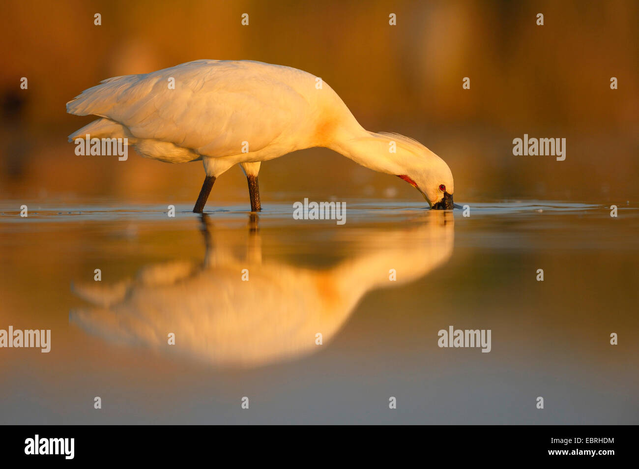 weiße Löffler (Platalea Leucorodia), auf das Futter im Morgenlicht mit Spiegelbild, Ungarn Stockfoto