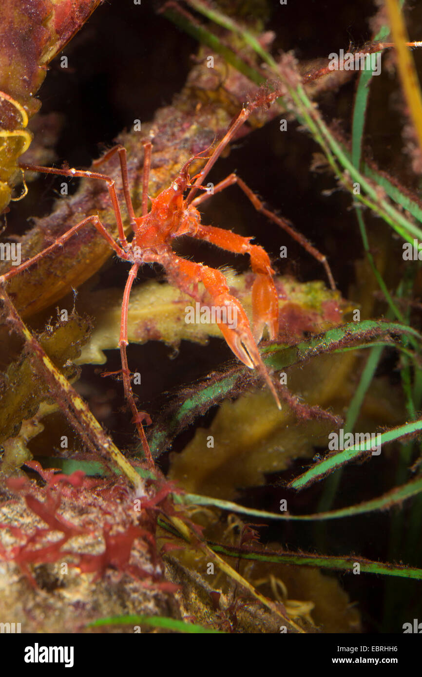 Langbeinige Seespinne (Macropodia Rostrata) Stockfoto