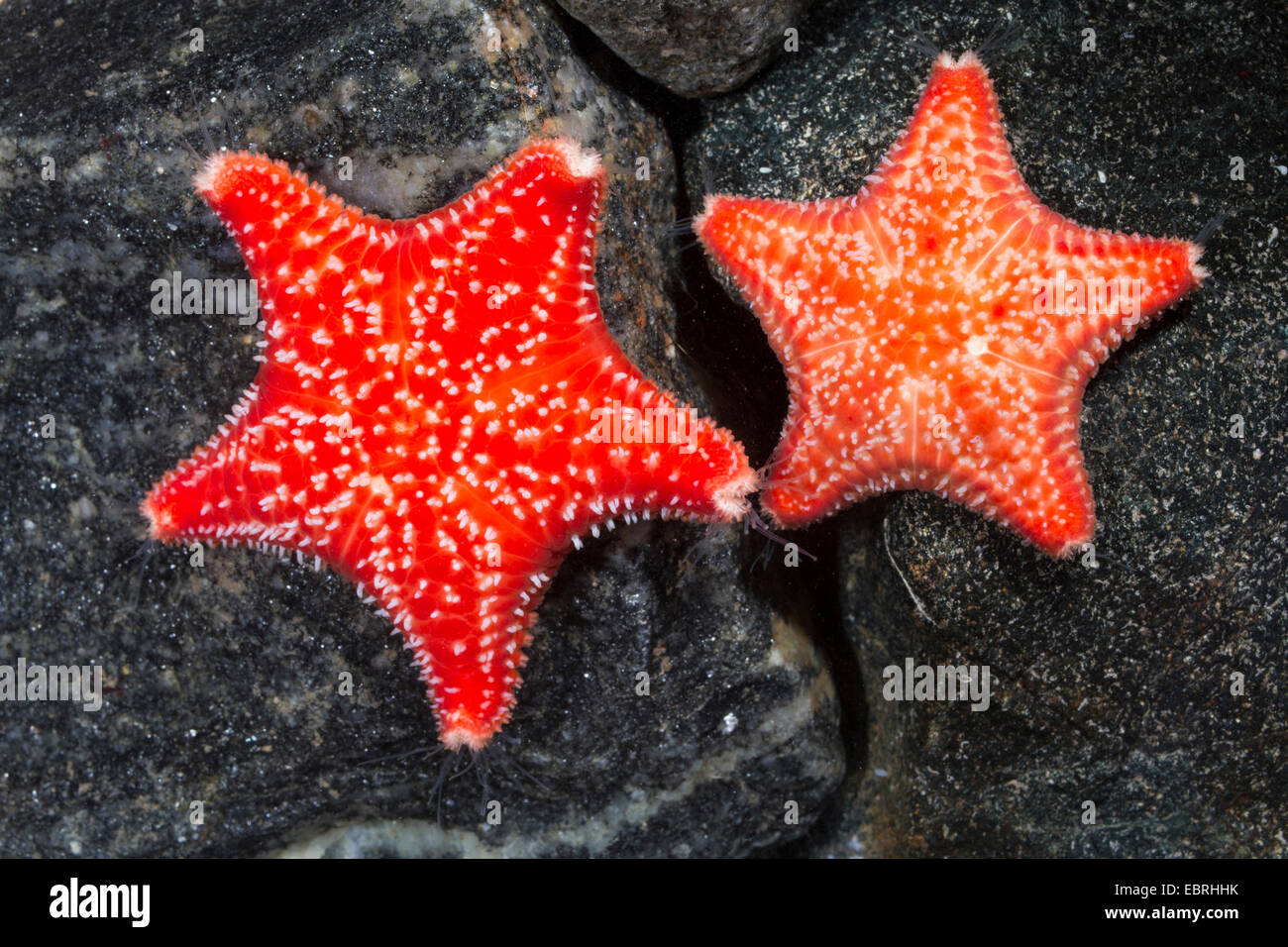 Red Star Kissen, rote Kissen (Porania Pulvillus), zwei Personen Stockfoto