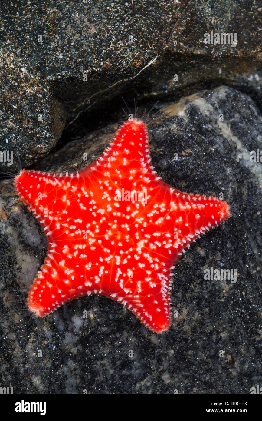 Rote Kissen Star, rote Kissen (Porania Pulvillus) Stockfoto