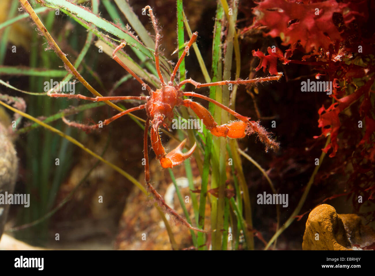 Langbeinige Seespinne (Macropodia Rostrata) Stockfoto