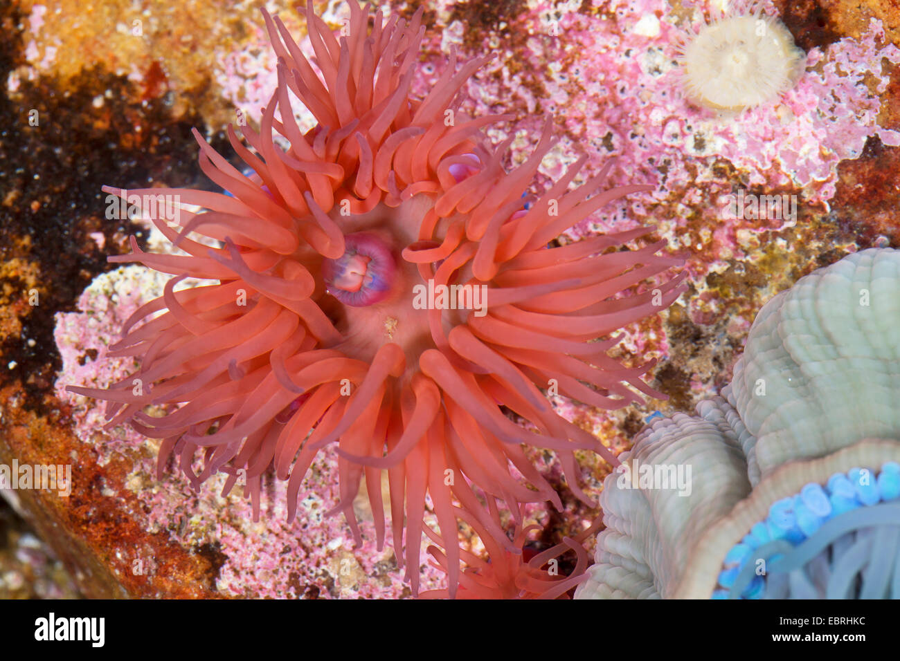 Mikrokügelchen Anemone, rote Seeanemone, Pflaume Anemone, Mikrokügelchen-Anemone (Actinia Equina) Stockfoto