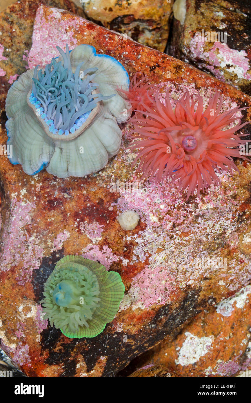 Mikrokügelchen Anemone, Red Sea Anemone Anemone Pflaume, Mikrokügelchen-Anemone (Actinia Equina), verschiedene Varianten Stockfoto