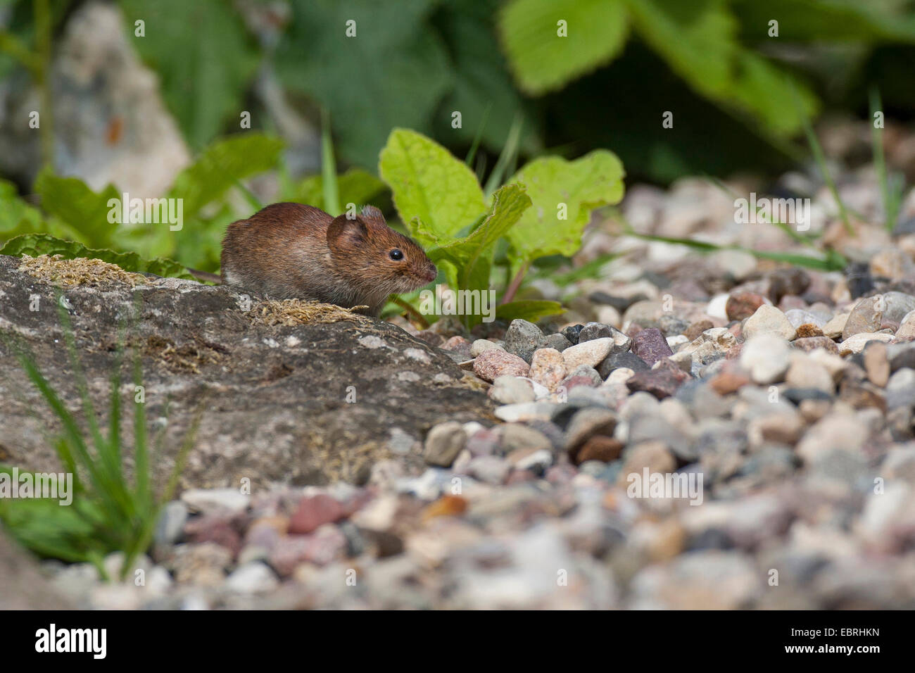 Rötelmaus (Clethrionomys Glareolus, Myodes Glareolus), auf den Feed, Deutschland Stockfoto