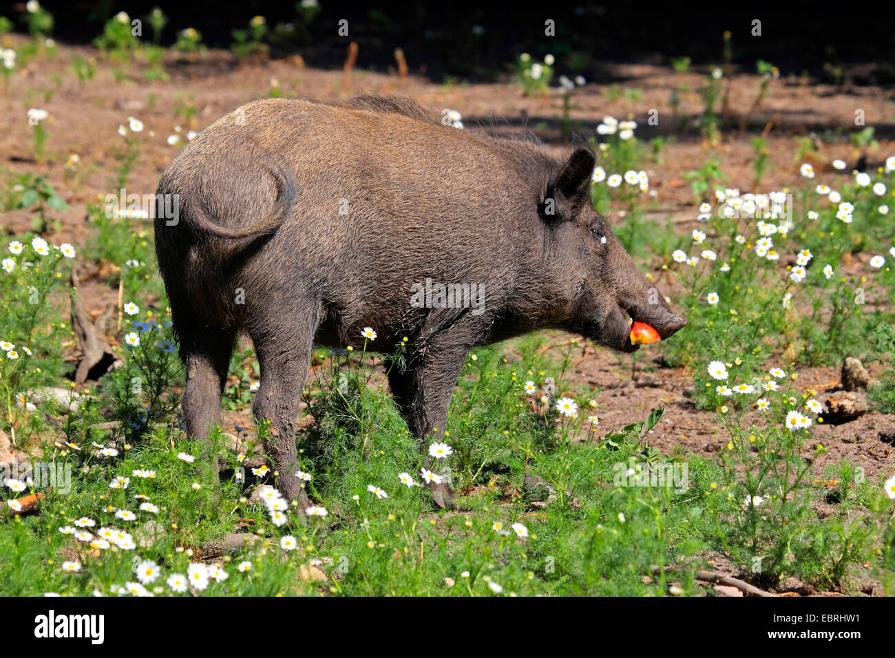 Wildschwein, Schwein, Wildschwein (Sus Scrofa), steht auf einem brachliegenden Feld und speist einen Apfel, Deutschland Stockfoto