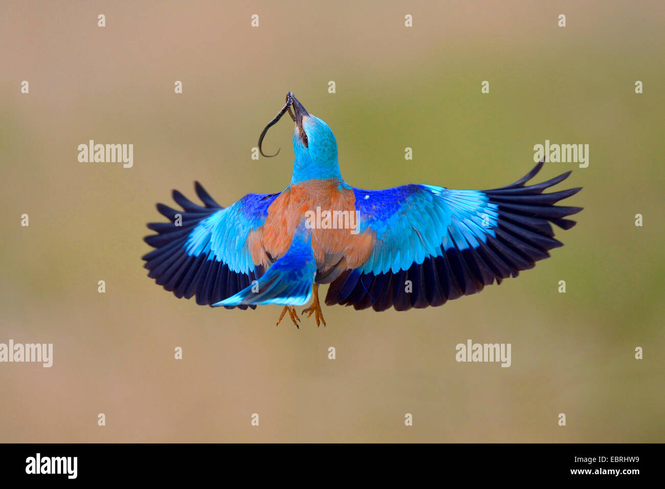 Blauracke (Coracias Garrulus), im Flug mit Gefangenen colubrine Schlange in der Rechnung, Ungarn Stockfoto