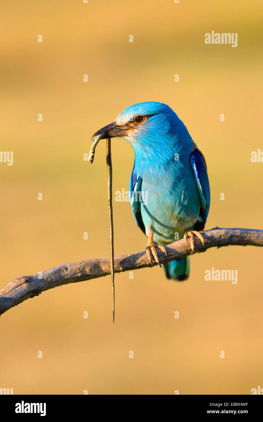 Blauracke (Coracias Garrulus), auf den Ausblick mit colubrine Schlange in der Rechnung, Ungarn Stockfoto