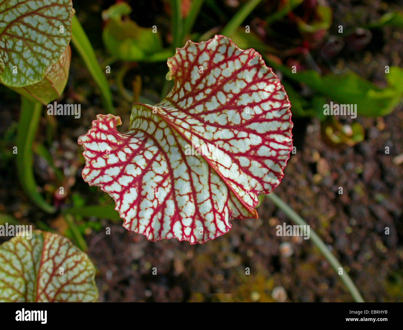 Weißen Trompete (Sarracenia Leucophylla), Kappe aus Blättern Stockfoto