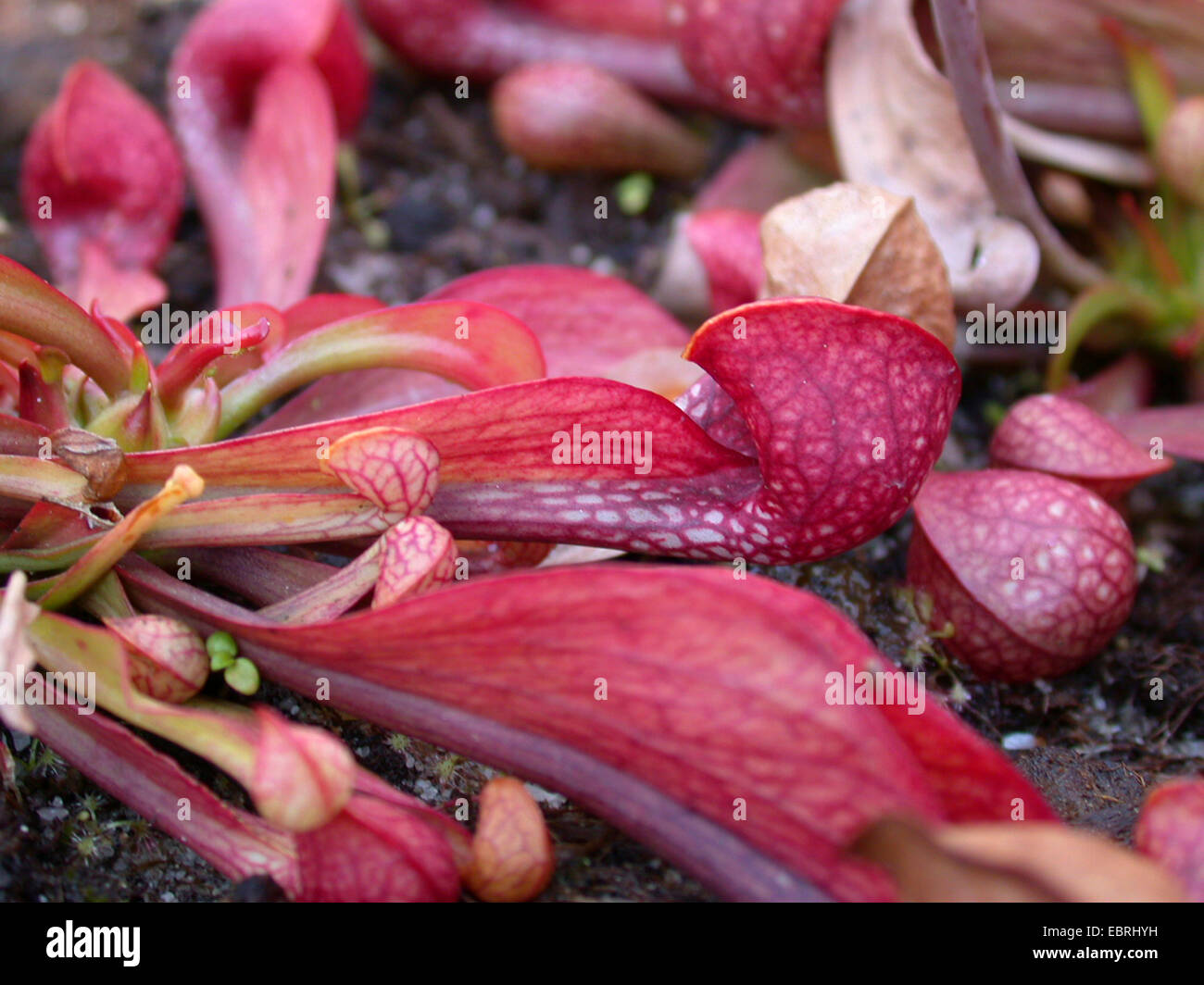 Papageien-Schlauchpflanze (Sarracenia Psittacina), Blätter Stockfoto