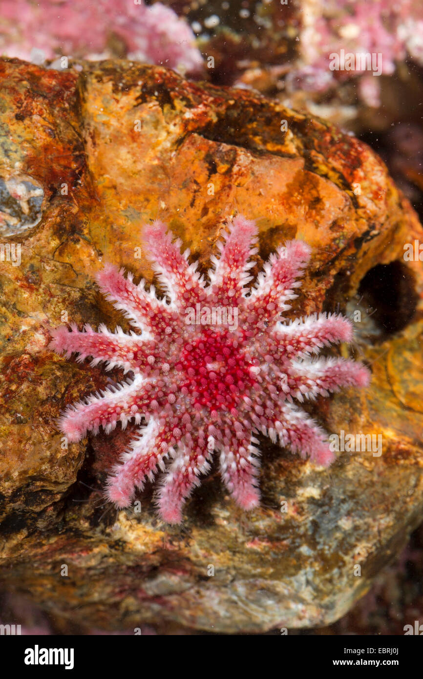 Gemeinsame Sonne Stern, stachelige sun star, stacheligen Sunstar (Crossaster Papposus, Solaster Papposus) Stockfoto