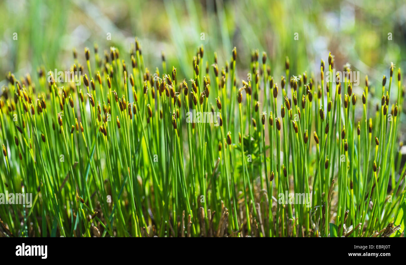 Deergrass, Hirsche Haar (Trichophorum Cespitosum), blühen, Deutschland, Bayern, Oberbayern Stockfoto