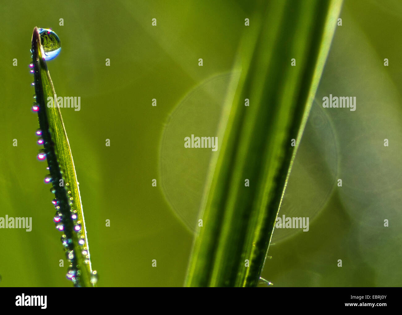 Morgentau auf Rasen verlässt, Deutschland, Bayern, Oberbayern Stockfoto