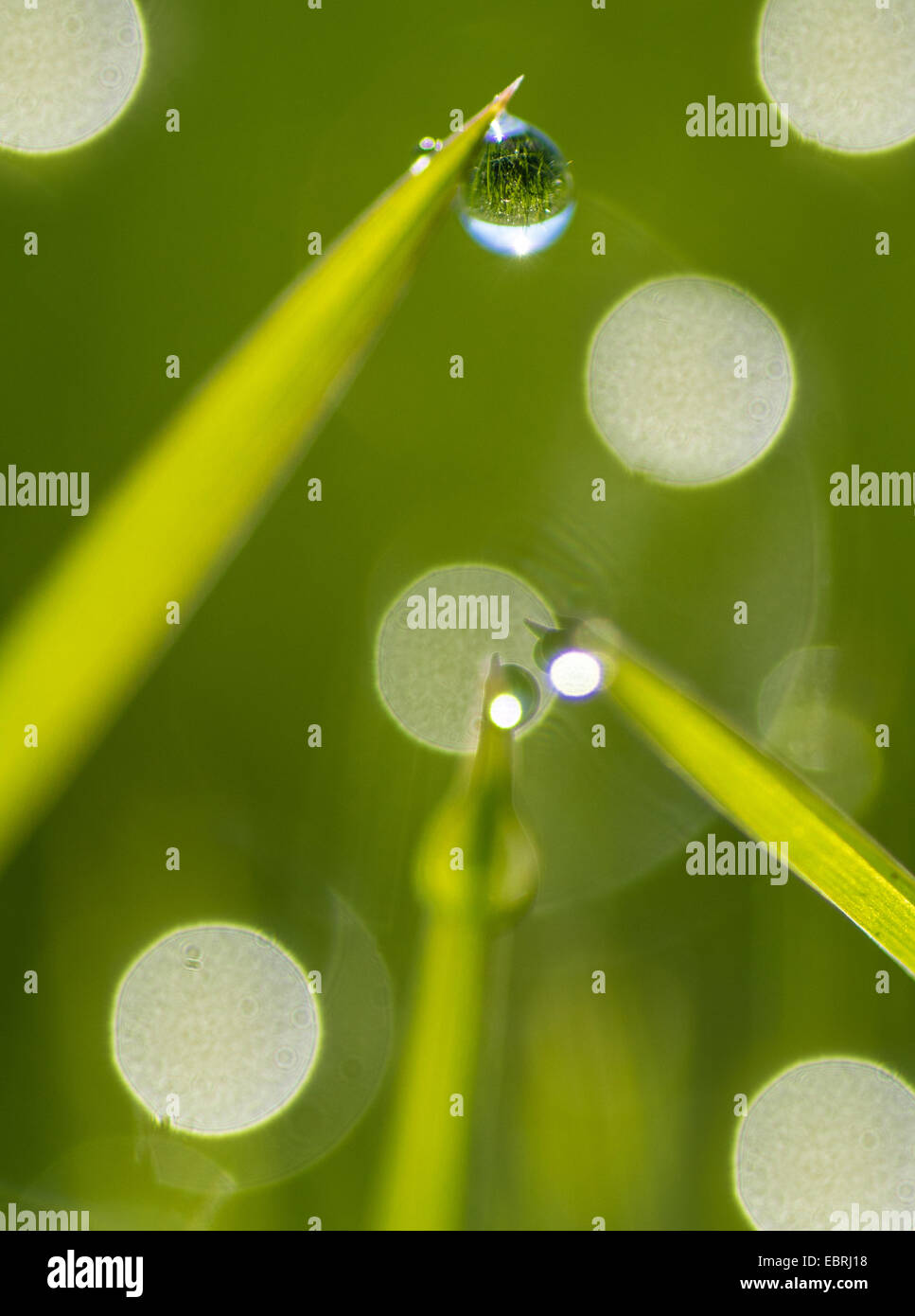 Morgentau auf Rasen verlässt, Deutschland, Bayern, Oberbayern Stockfoto