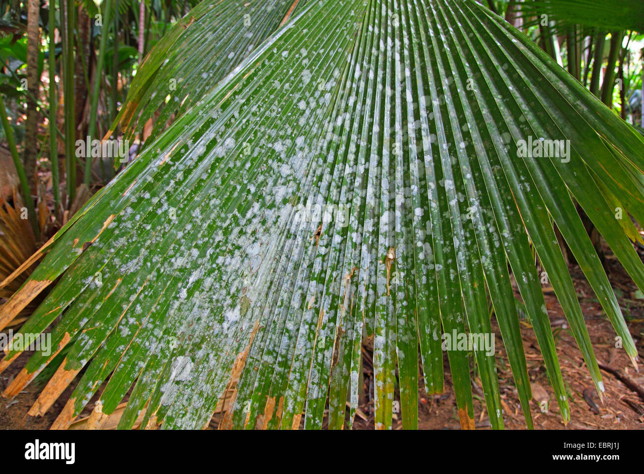 Palmblatt mit Flechten, Seychellen, Praslin, Vallee de Mai Nationalpark Stockfoto