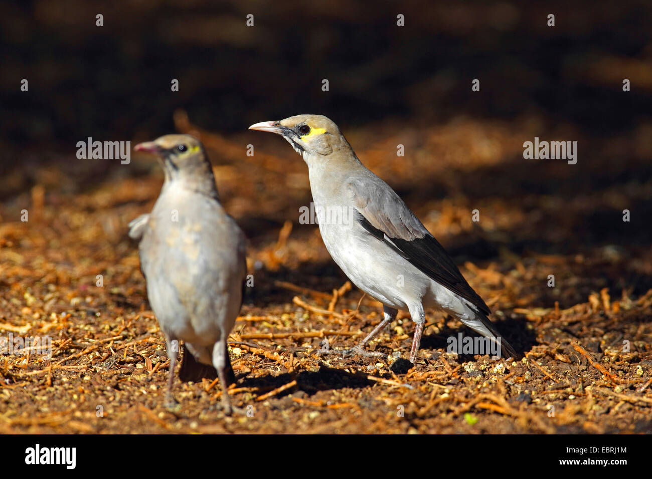 wattled Starling (Creatophora Cinerea), stehend auf den Boden, Südafrika, North West Province, Barberspan Bird Sanctuary Stockfoto